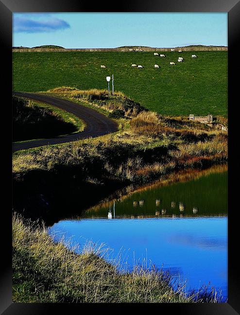 Sheep Reflecting Framed Print by Laura McGlinn Photog