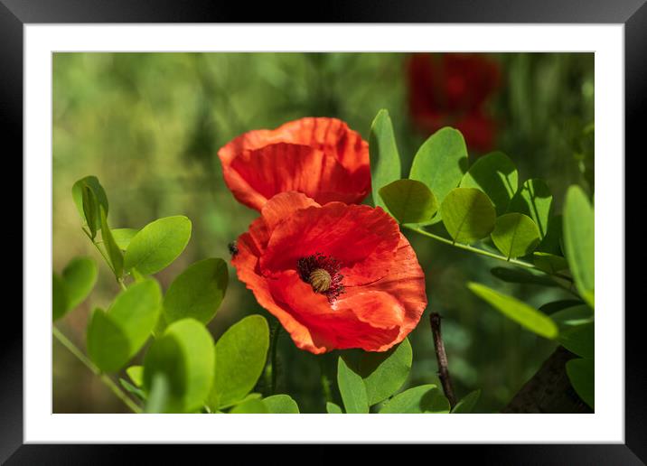 Wild Poppy Flower Blooming In Spring Framed Mounted Print by Artur Bogacki