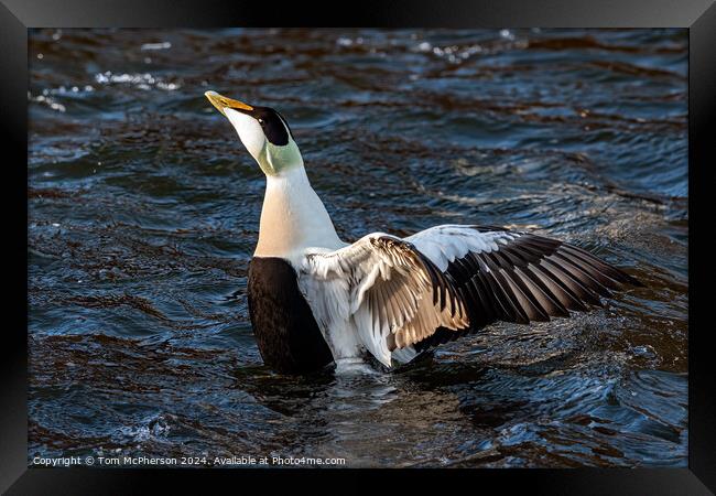 Eider Duck Framed Print by Tom McPherson