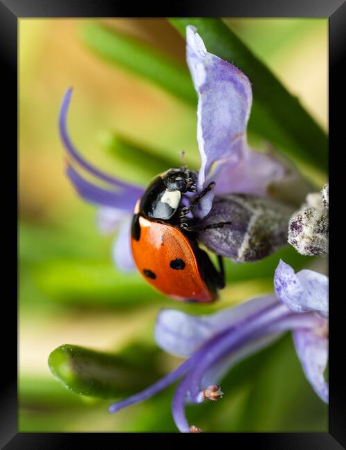 The Seven Spot Ladybird. Framed Print by Colin Allen