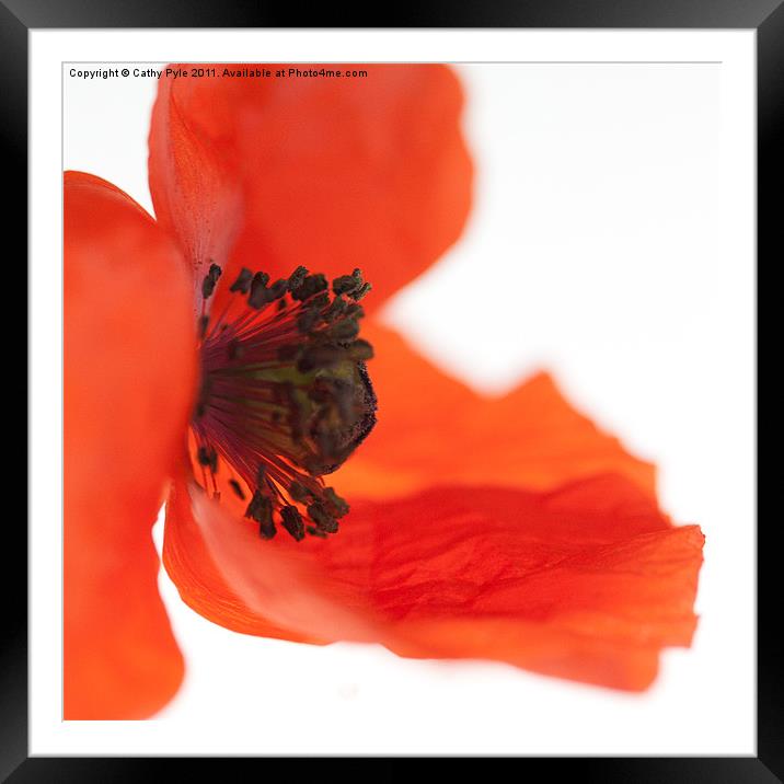 Orange poppy Framed Mounted Print by Cathy Pyle
