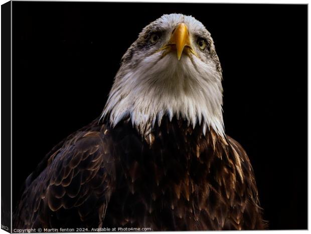 Bald eagle looking serious Canvas Print by Martin fenton