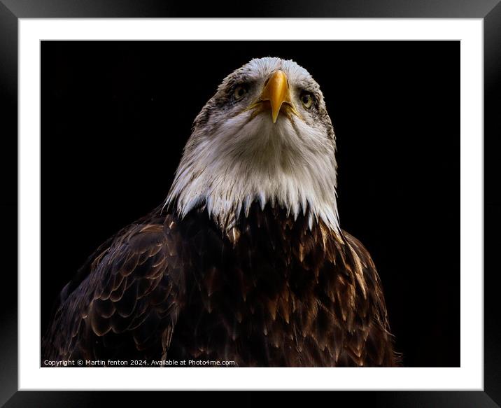 Bald eagle looking serious Framed Mounted Print by Martin fenton