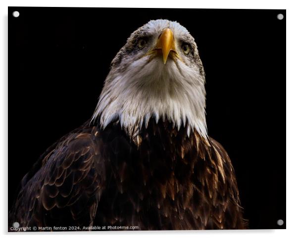 Bald eagle looking serious Acrylic by Martin fenton