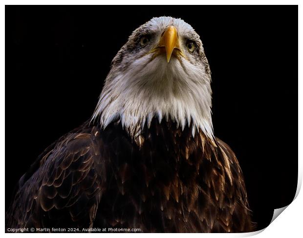 Bald eagle looking serious Print by Martin fenton