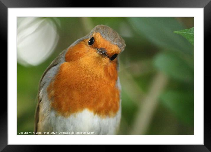 Robin at Puzzlewood - Forest of Dean Framed Mounted Print by Jess Pates
