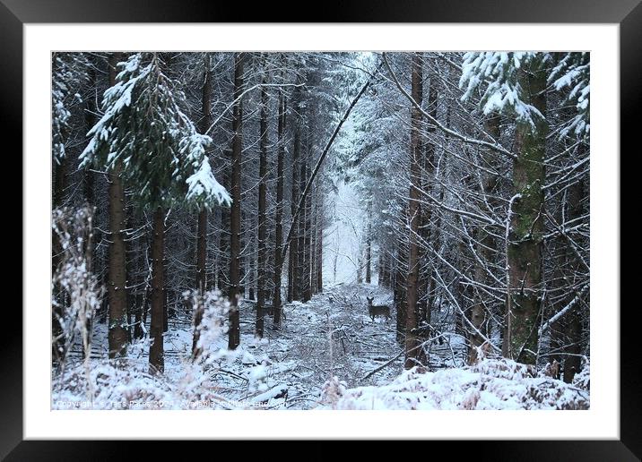 Deer in the Snow - Forest of Dean Framed Mounted Print by Jess Pates