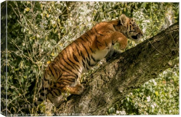 A tiger cub climbing a tree Canvas Print by Adrian Dockerty