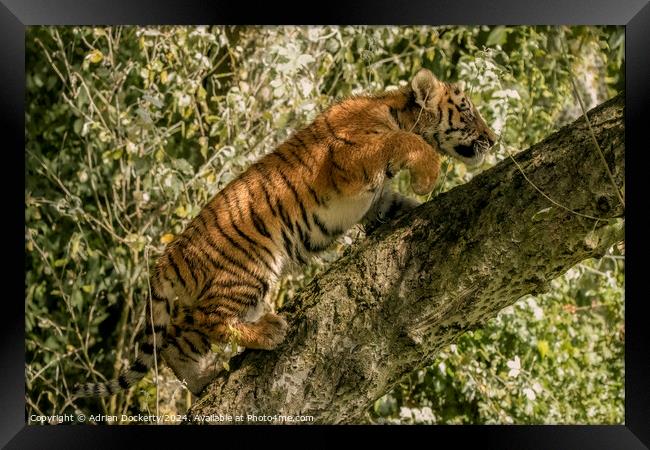 A tiger cub climbing a tree Framed Print by Adrian Dockerty