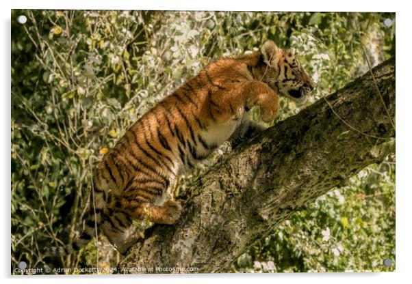 A tiger cub climbing a tree Acrylic by Adrian Dockerty