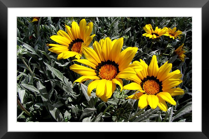 Flowers Framed Mounted Print by barbara walsh