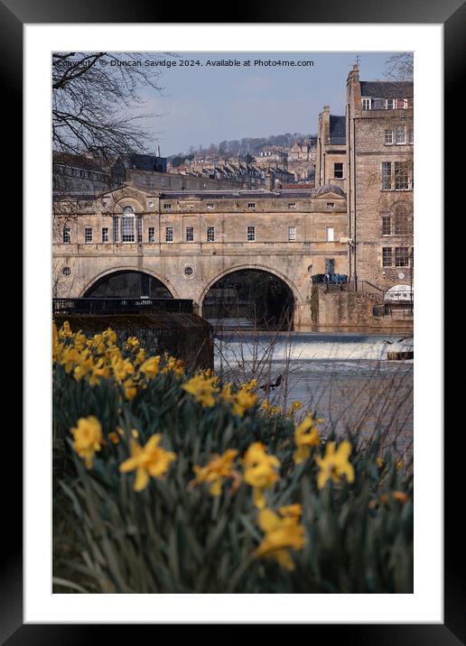 Pulteney Bridge daffodils  Framed Mounted Print by Duncan Savidge