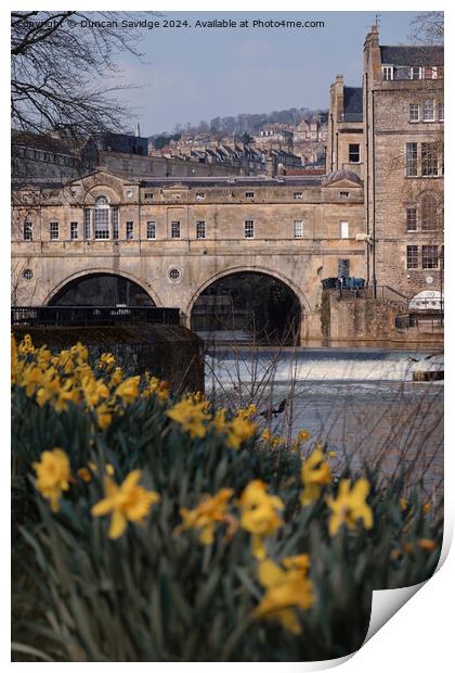 Pulteney Bridge daffodils  Print by Duncan Savidge