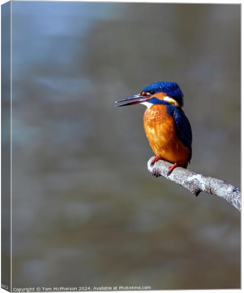 Kingfisher Canvas Print by Tom McPherson