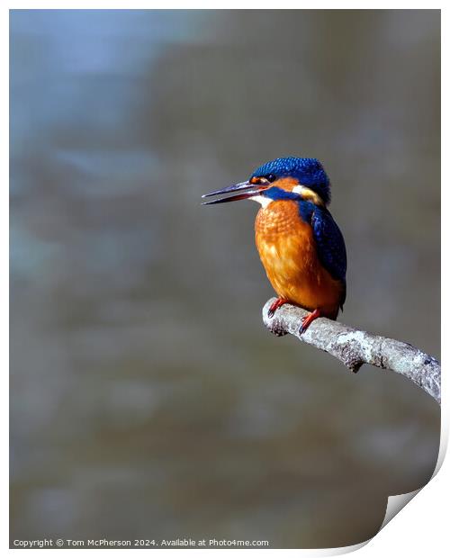 Kingfisher Print by Tom McPherson