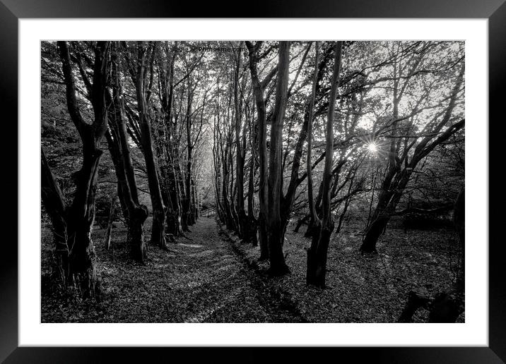 Black and White woodland scene Framed Mounted Print by Duncan Savidge