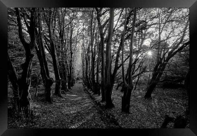 Black and White woodland scene Framed Print by Duncan Savidge