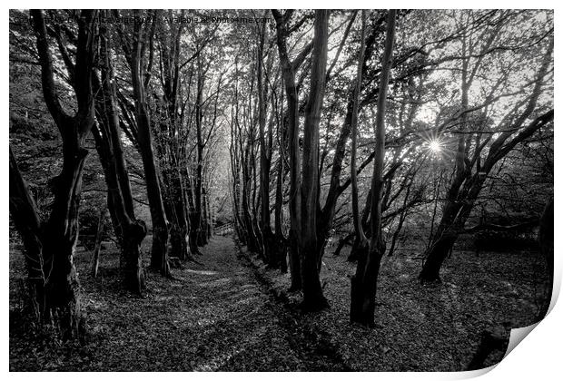 Black and White woodland scene Print by Duncan Savidge
