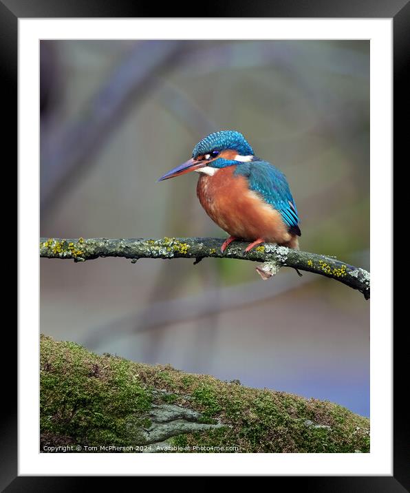 Kingfisher Framed Mounted Print by Tom McPherson