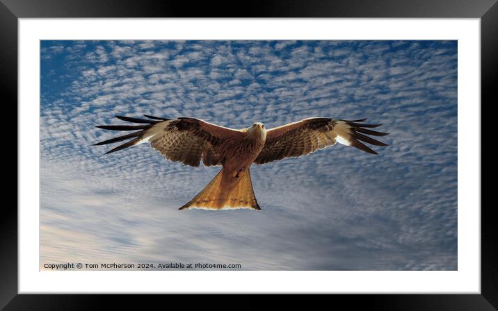 Red Kite Framed Mounted Print by Tom McPherson