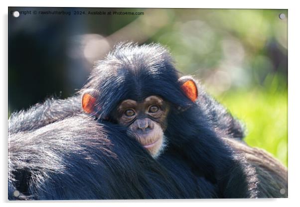 Baby Chimpanzee's Journey Acrylic by rawshutterbug 