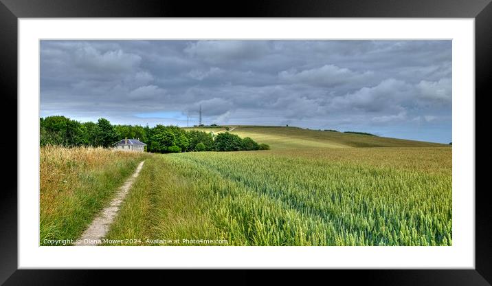 The Monachs Way West Sussex   Framed Mounted Print by Diana Mower