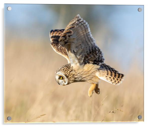 Short-eared owl Acrylic by Brett Pearson