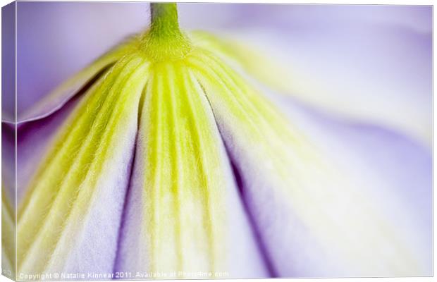 Clematis Flower I Canvas Print by Natalie Kinnear