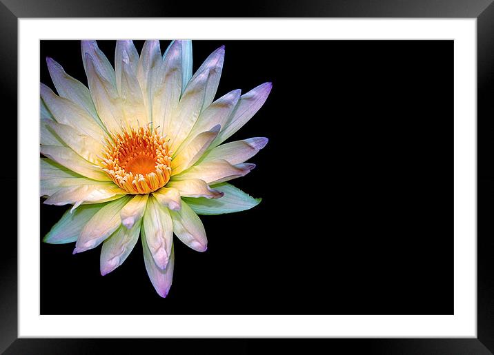 Waterlily Framed Mounted Print by dawn cruttenden