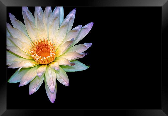 Waterlily Framed Print by dawn cruttenden