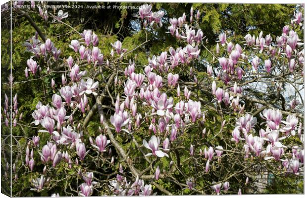 Maginificent spring Magnolia Canvas Print by Kevin White