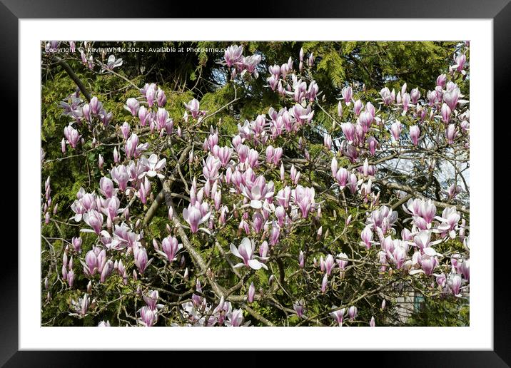 Maginificent spring Magnolia Framed Mounted Print by Kevin White