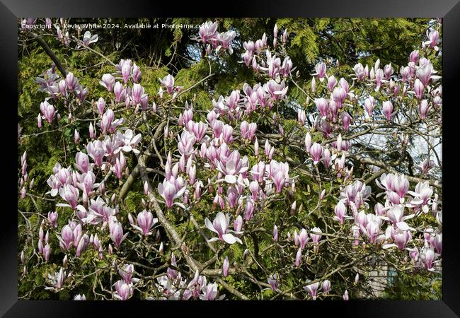 Maginificent spring Magnolia Framed Print by Kevin White