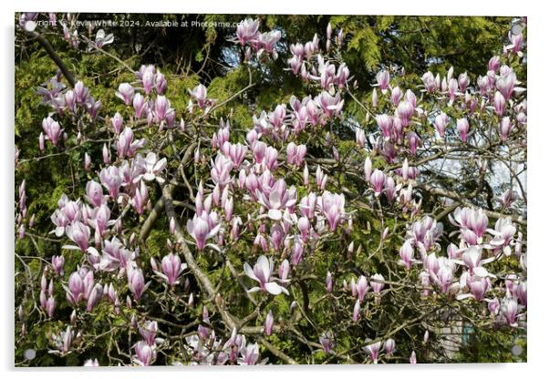 Maginificent spring Magnolia Acrylic by Kevin White