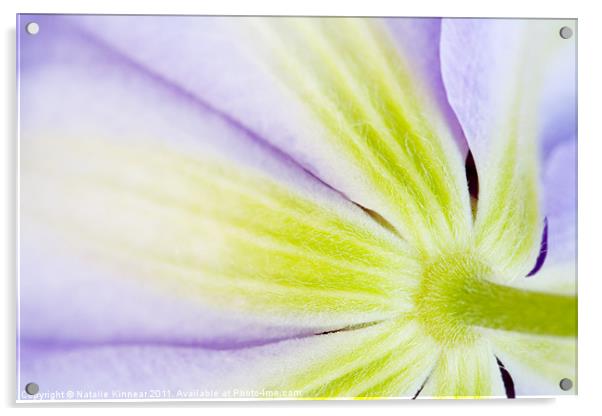 Clematis Flower II Acrylic by Natalie Kinnear