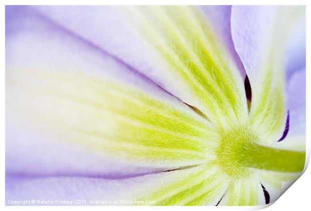 Clematis Flower II Print by Natalie Kinnear