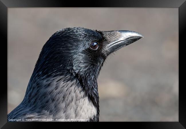 Hooded Crow Framed Print by Tom McPherson
