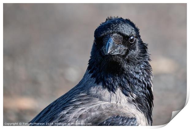 Hooded Crow Print by Tom McPherson