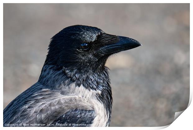 Hooded Crow Print by Tom McPherson