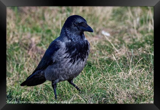 Hooded Crow Framed Print by Tom McPherson