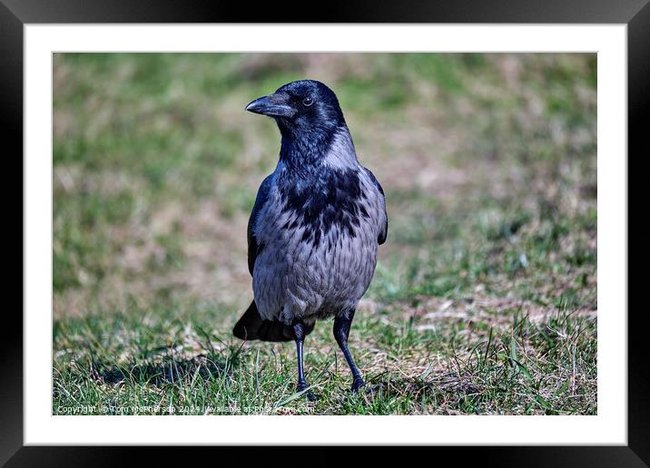 Hooded Crow Framed Mounted Print by Tom McPherson