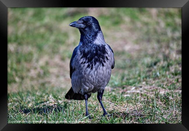 Hooded Crow Framed Print by Tom McPherson