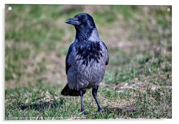 Hooded Crow Acrylic by Tom McPherson