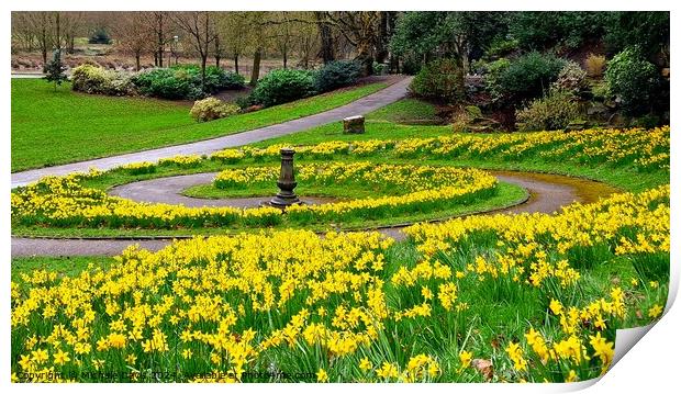 Daffodils Avenham and Miller Park Print by Michele Davis