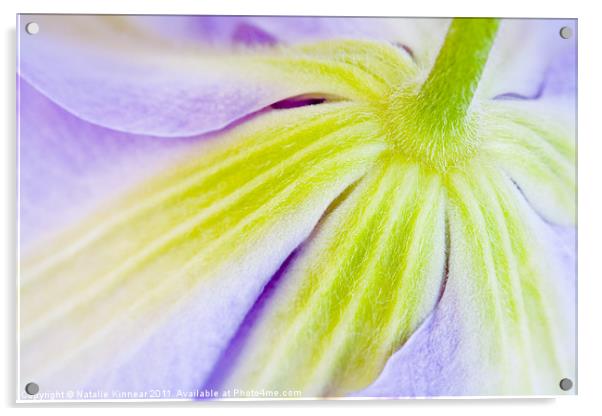 Clematis Flower III Acrylic by Natalie Kinnear