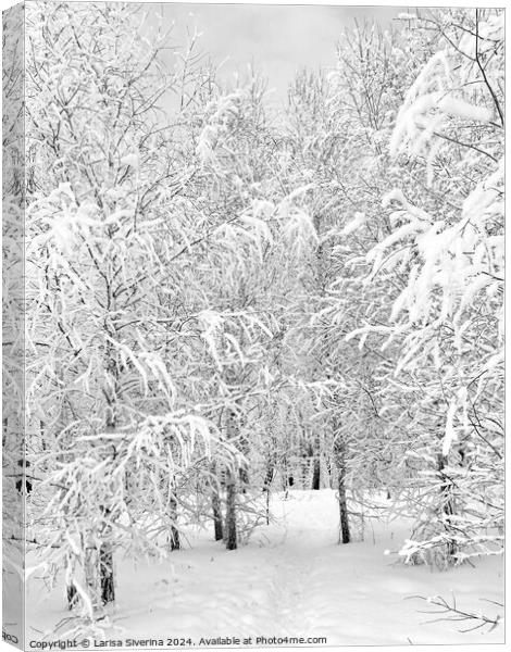 A tree covered in snow Canvas Print by Larisa Siverina