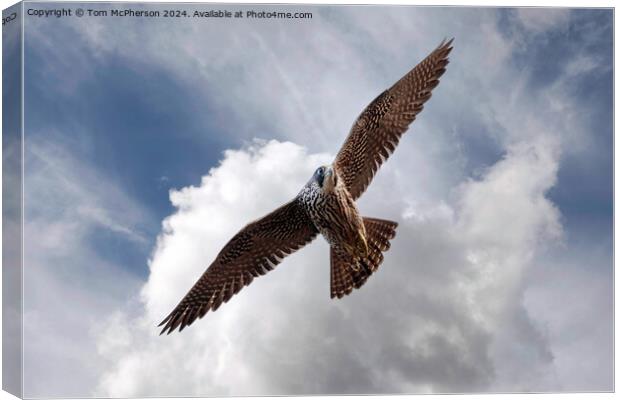 The Red Kite Canvas Print by Tom McPherson