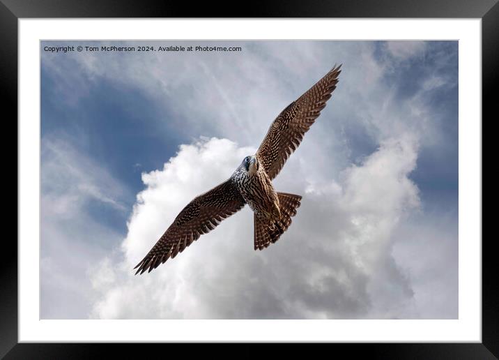 The Red Kite Framed Mounted Print by Tom McPherson