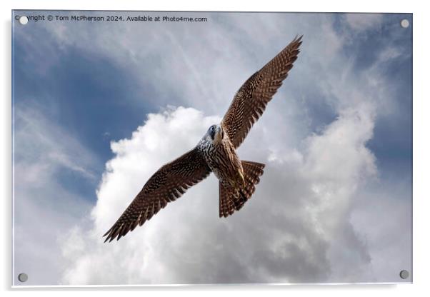 The Red Kite Acrylic by Tom McPherson