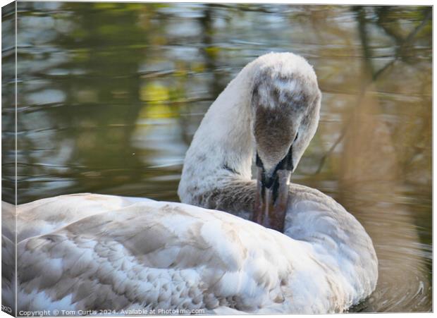 Cygnet in the water Canvas Print by Tom Curtis